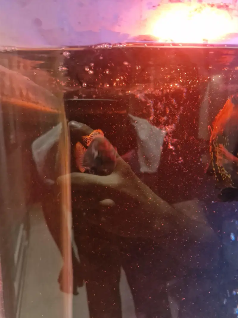 Monster fishes for sale — photo 9