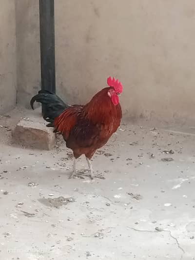 Desi Male Available Healthy and active