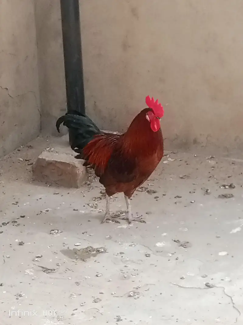 Desi Male Available Healthy and active — photo 3
