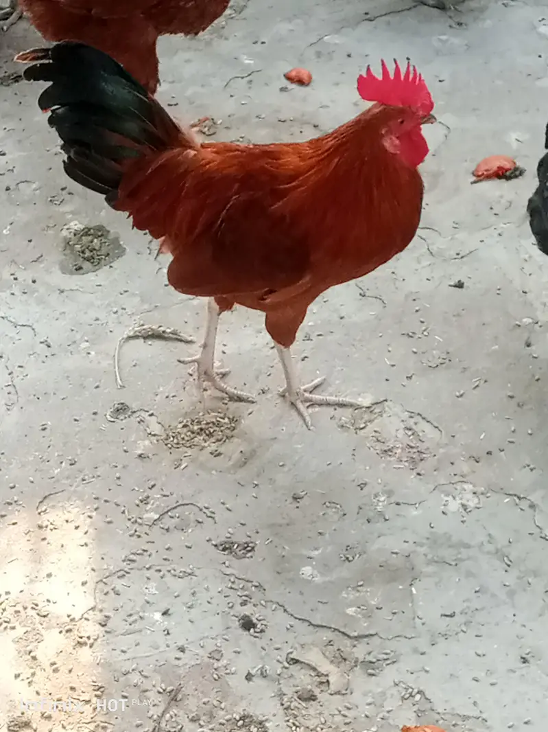 Desi Male Available Healthy and active — photo 4