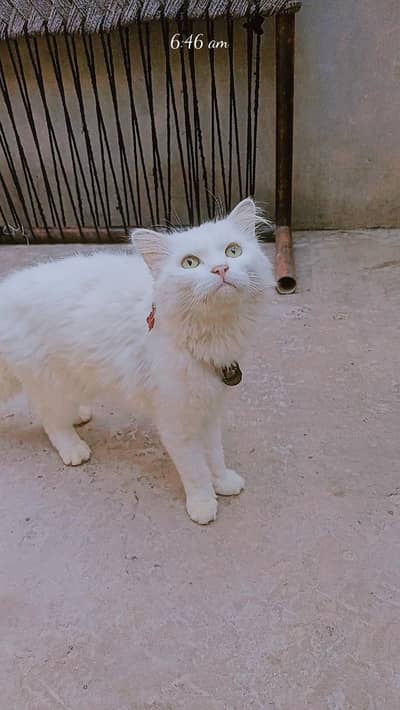 Russian cate