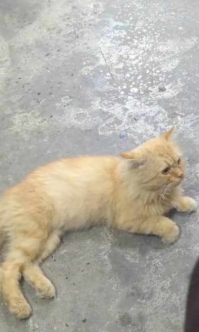 Doll Faced Persian Male Cat for Sale in Gujrat Punjab Pakistan