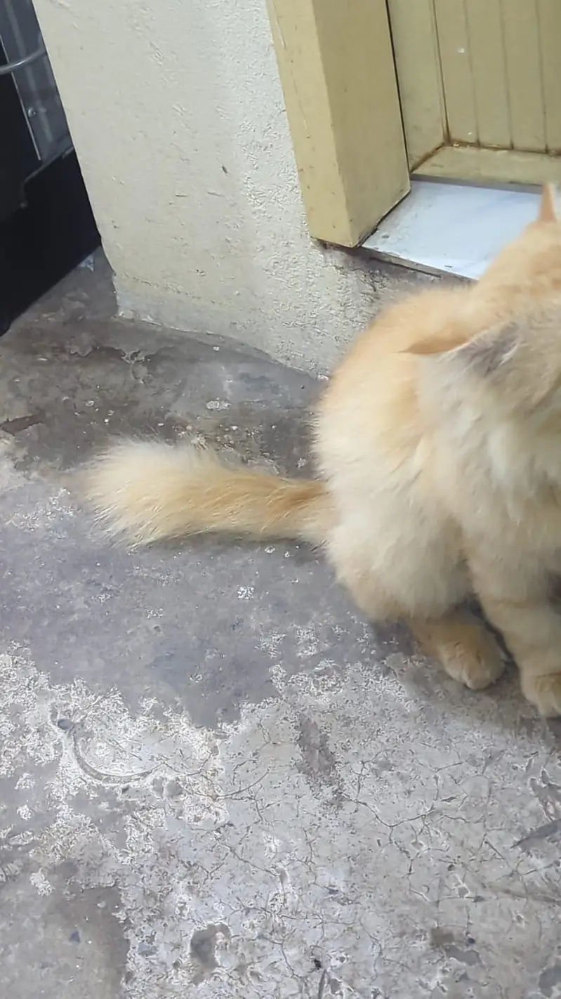 Doll Faced Persian Male Cat for Sale in Gujrat Punjab Pakistan — photo 2