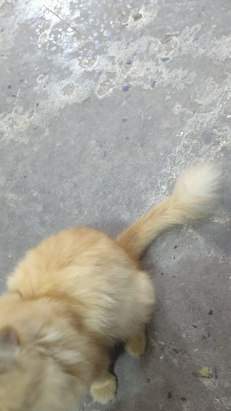Doll Faced Persian Male Cat for Sale in Gujrat Punjab Pakistan — photo 3