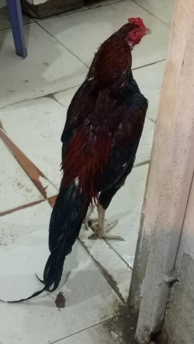 male. for sale