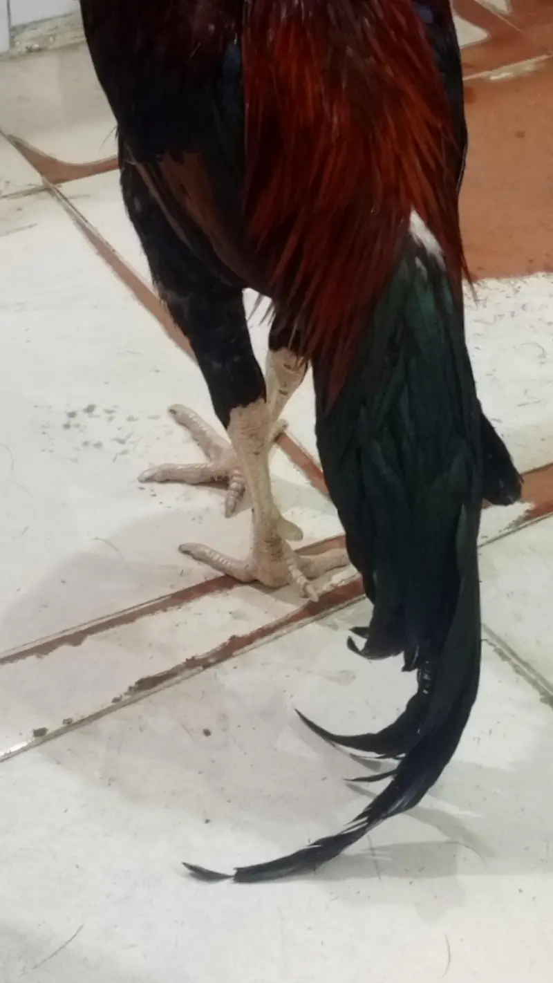male. for sale — photo 2