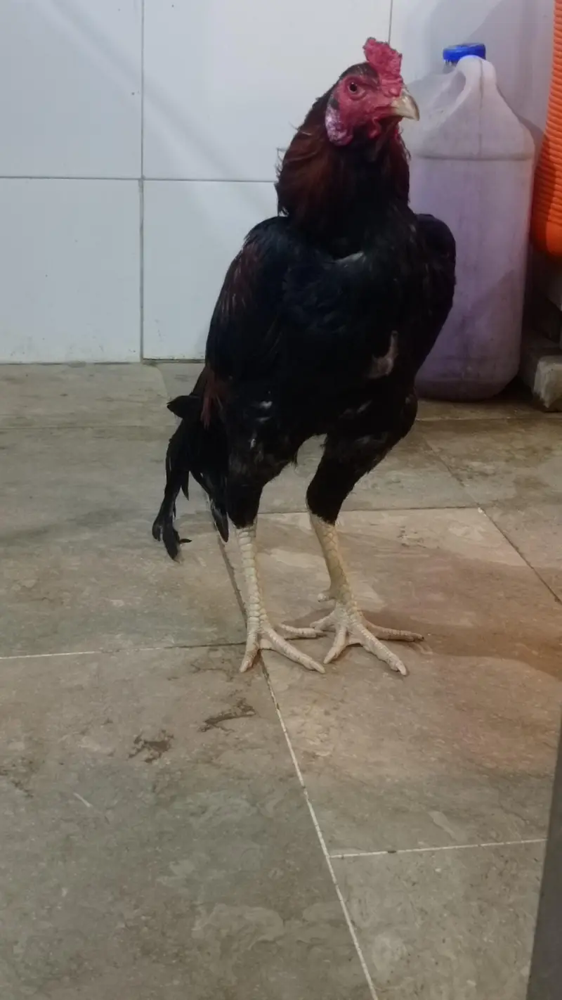 male. for sale — photo 3