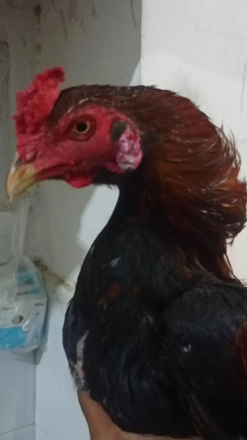 male. for sale — photo 4