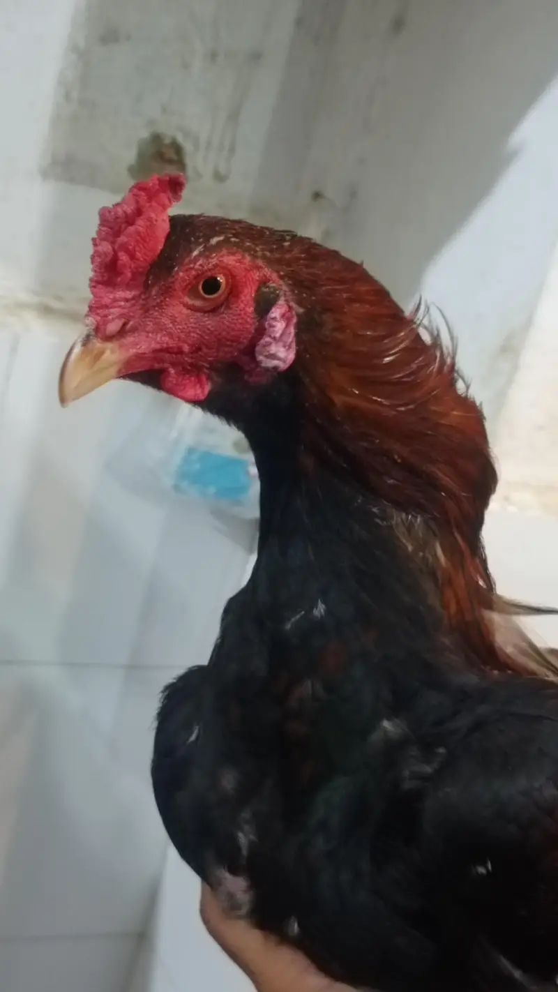 male. for sale — photo 6