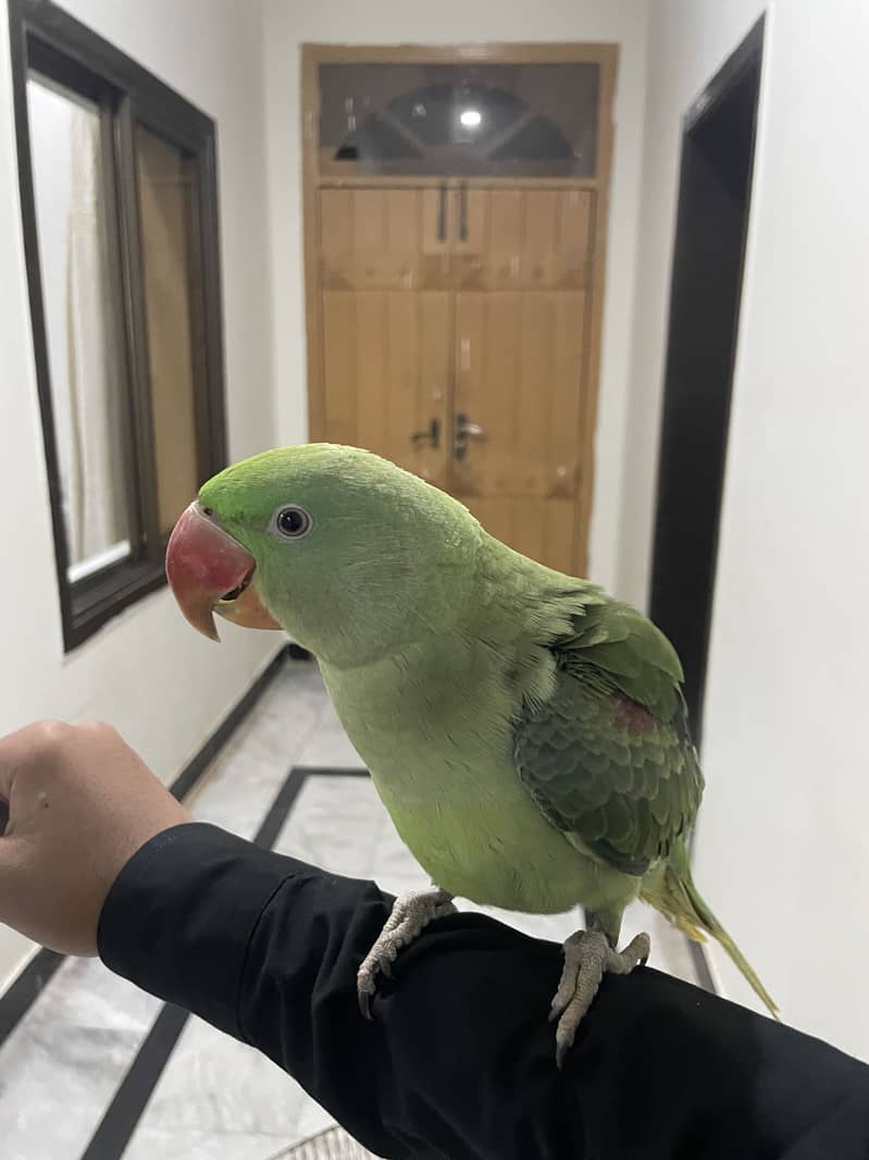 Talking  Raw Parrot 0