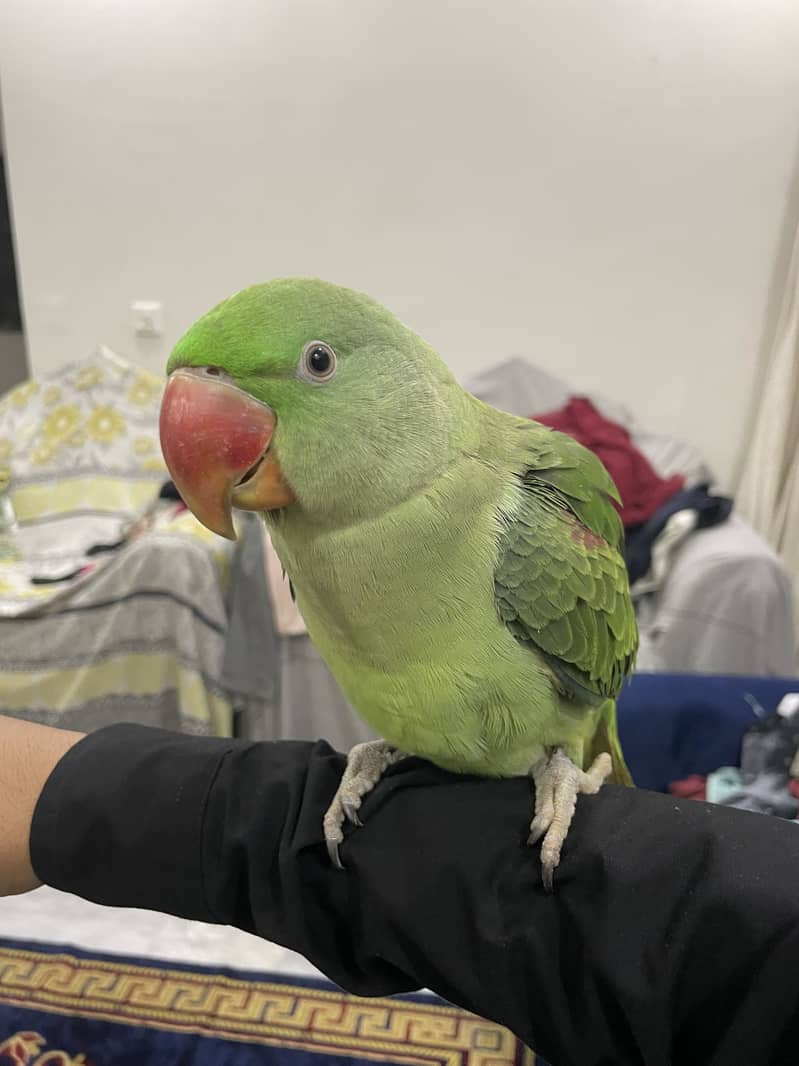 Talking  Raw Parrot 1