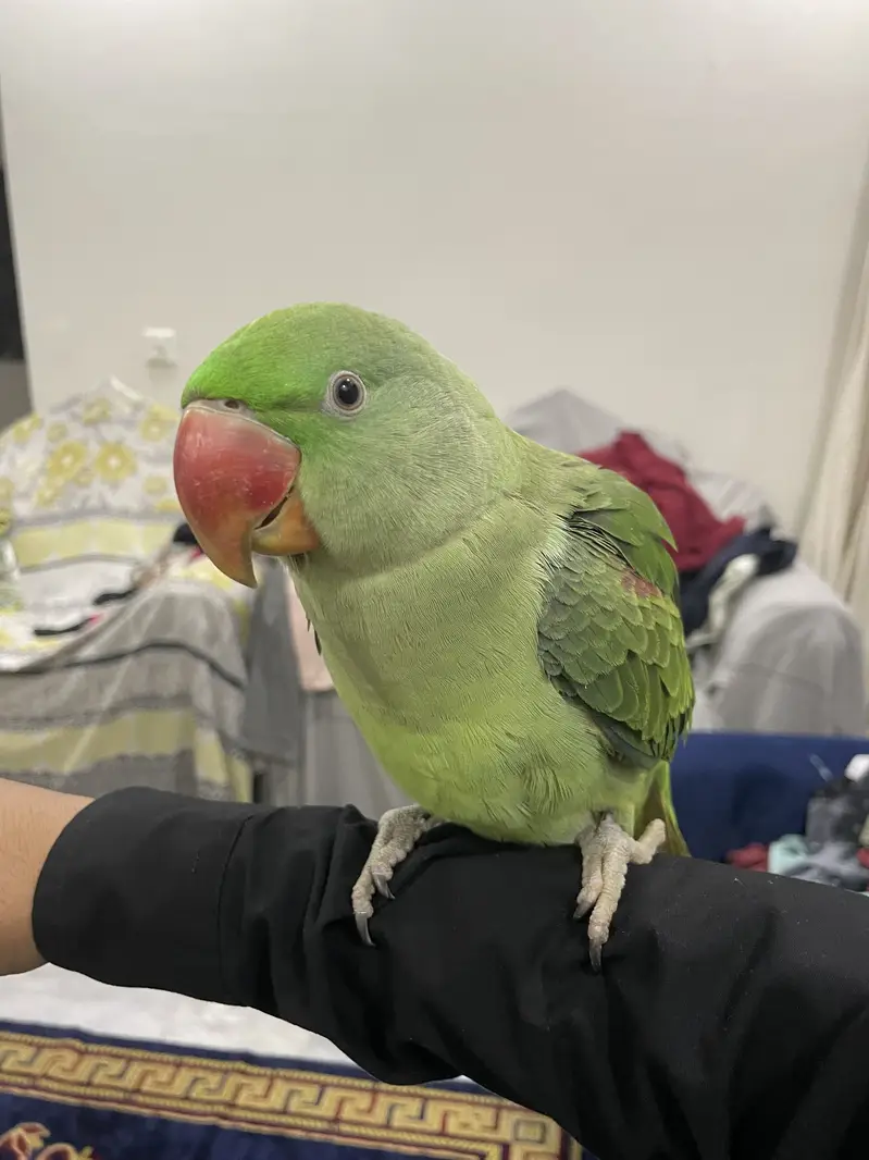 Talking  Raw Parrot — photo 2