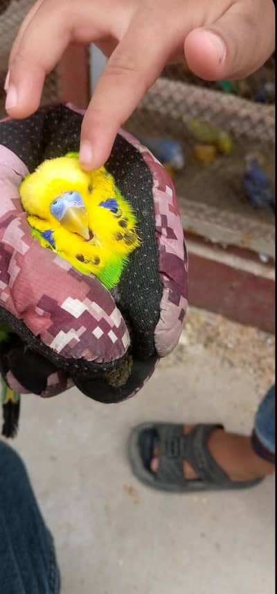 Black Wing / face Breeder Pair egg laying Pair Jumbo size