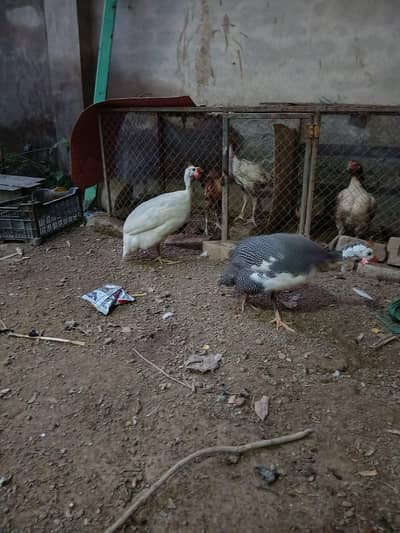guinea fowls