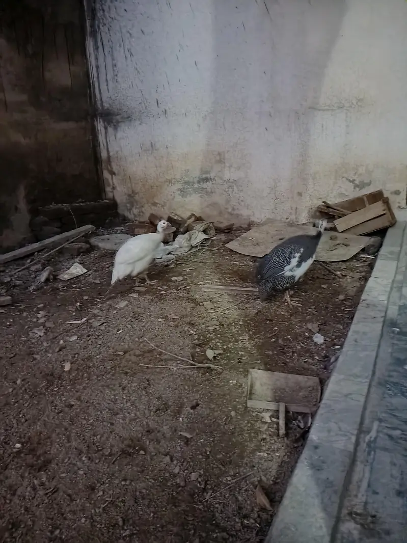 guinea fowls — photo 2