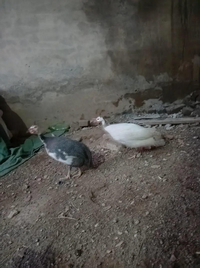 guinea fowls — photo 3