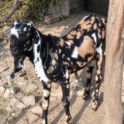 Bakra For Eid pure Desi