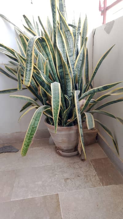 snake plant