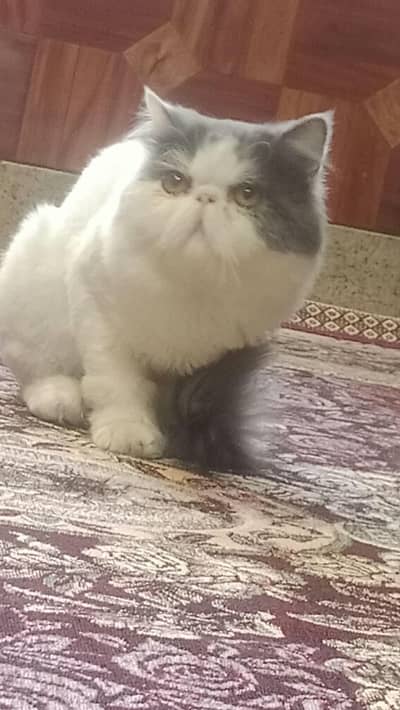 Calico Persian male Kitten for Sale – 1 year s Old