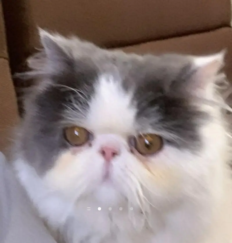Calico Persian male Kitten for Sale – 1 year s Old — photo 2
