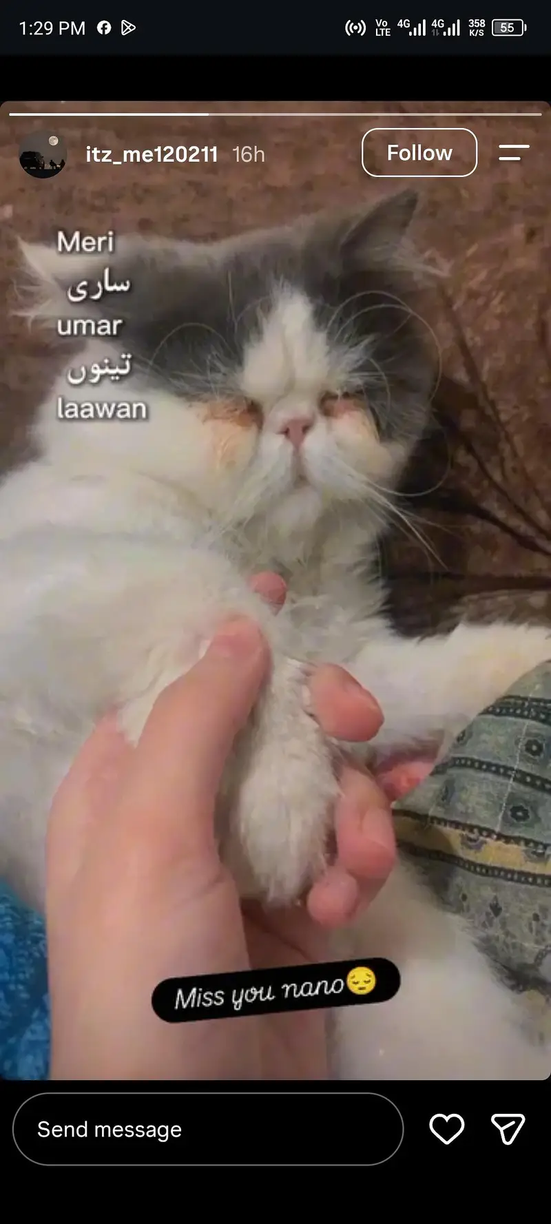 Calico Persian male Kitten for Sale – 1 year s Old — photo 3