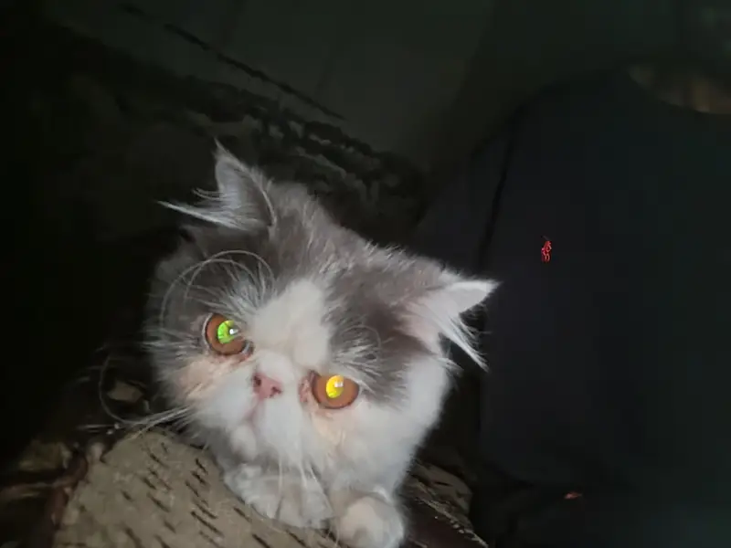 Calico Persian male Kitten for Sale – 1 year s Old — photo 4