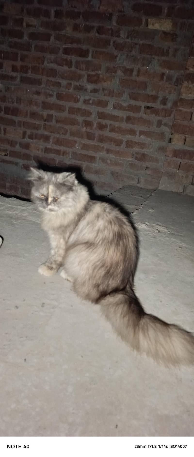 full active hai 2