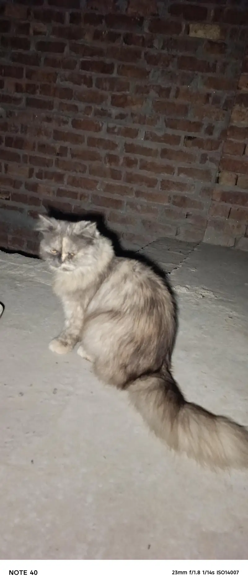full active hai — photo 3