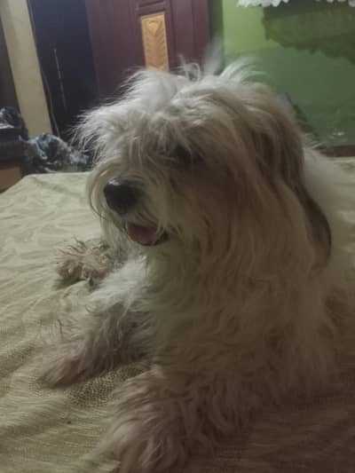 Shitzu Stud Dog Available