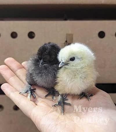 white silike chiks