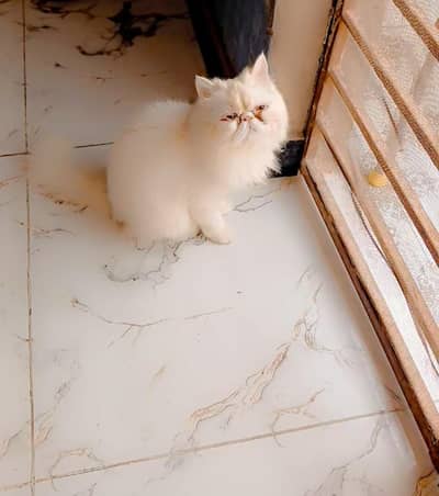 peki female cat for sale . .
