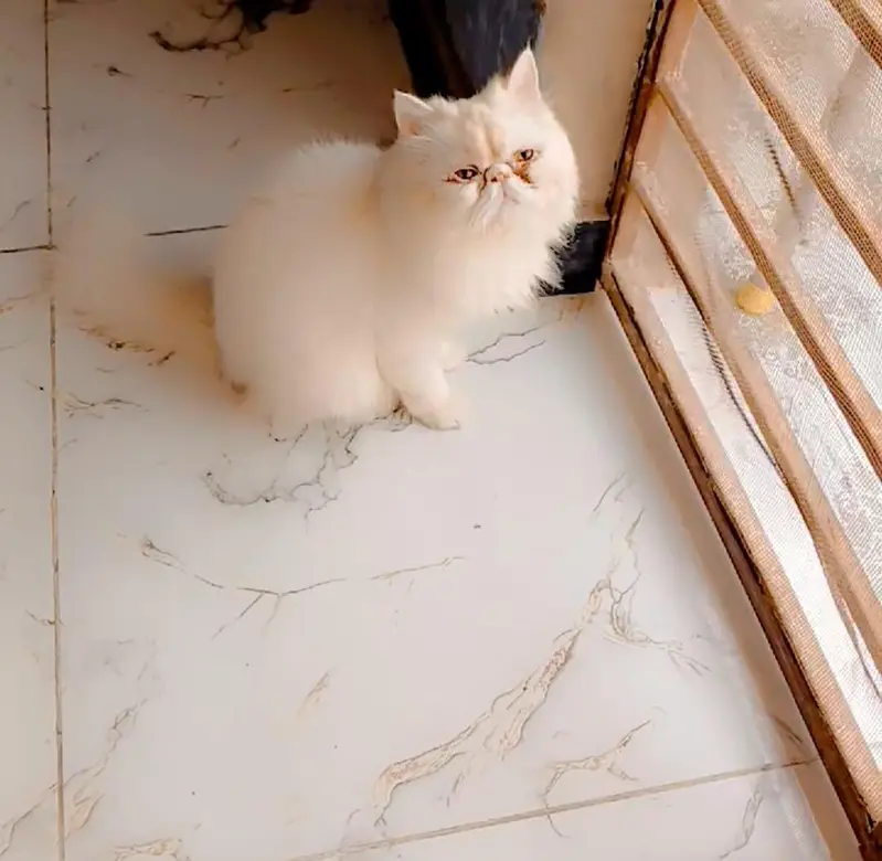 peki female cat for sale . . — photo 2