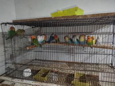 love birds ready to breed pieces palefellow oplines fishers
