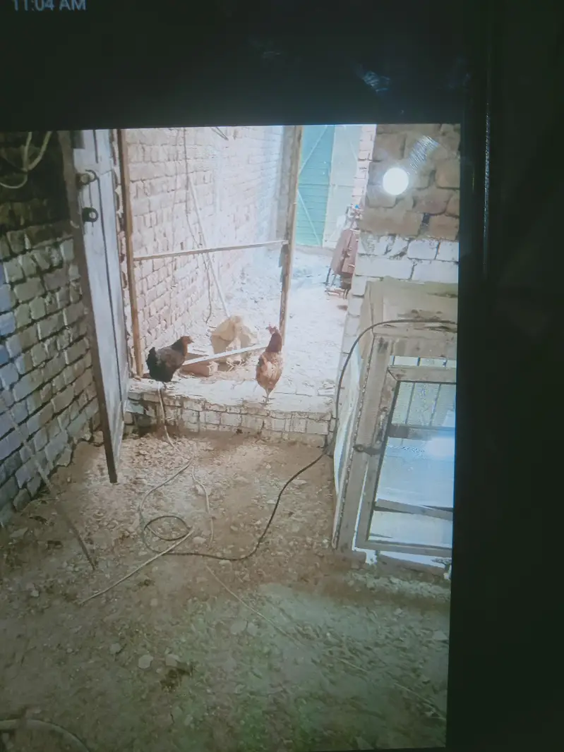 one assel or 2 golden misre hen hain aseel 3500.0r golden misre 2500/2 — photo 2