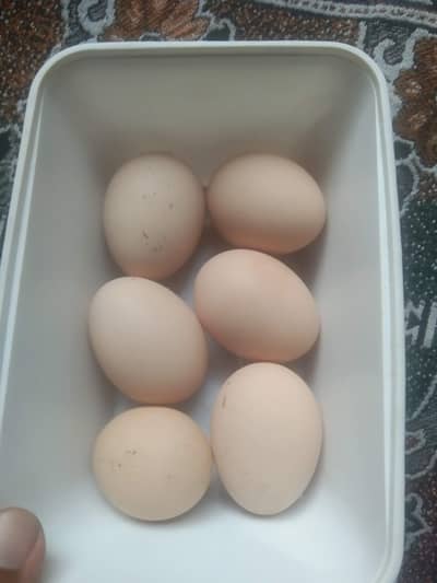Aseel egg for sale