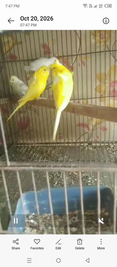 hogoromol pair available 03264040055