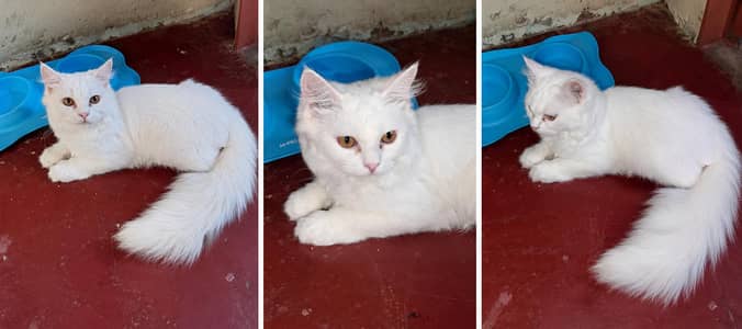 Male white Persian