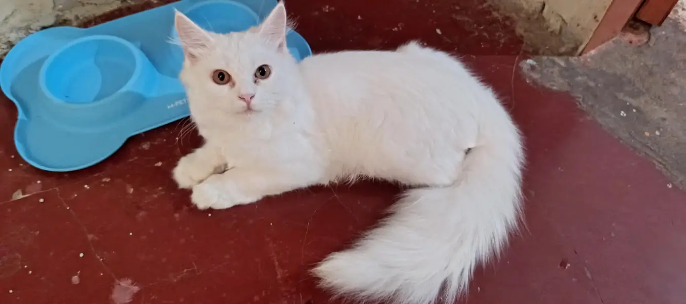 Male white Persian — photo 2