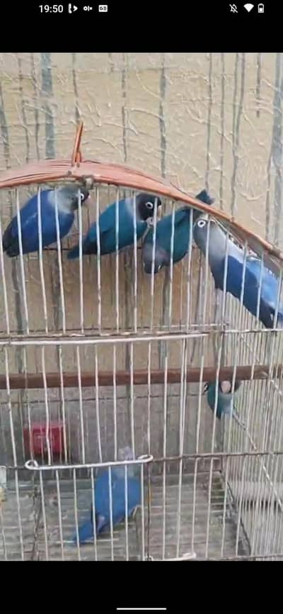 Ringack for sell pair not bonded