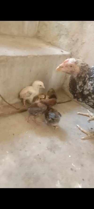 2 aseel hens with 5 5 aseel Chicks