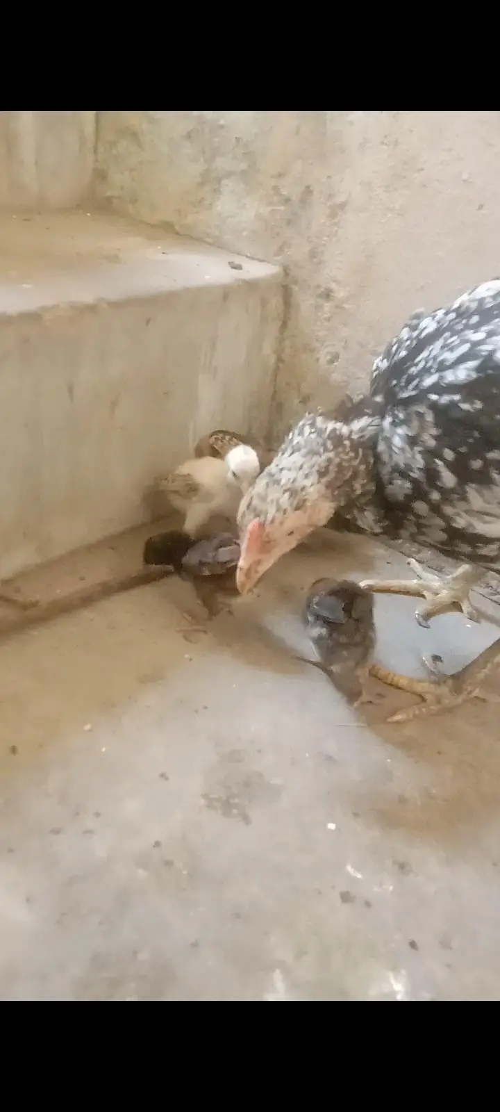2 aseel hens with 5 5 aseel Chicks — photo 2