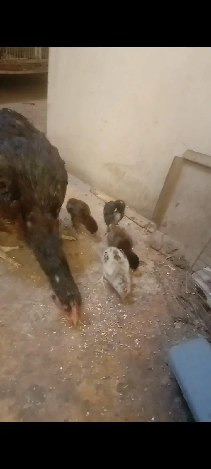 2 aseel hens with 5 5 aseel Chicks — photo 3