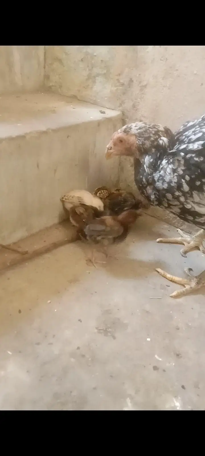 2 aseel hens with 5 5 aseel Chicks — photo 4
