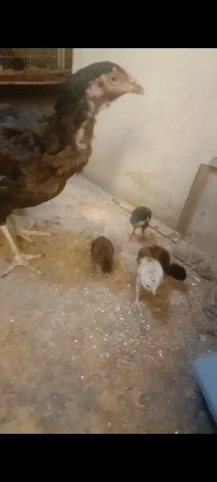 2 aseel hens with 5 5 aseel Chicks — photo 5