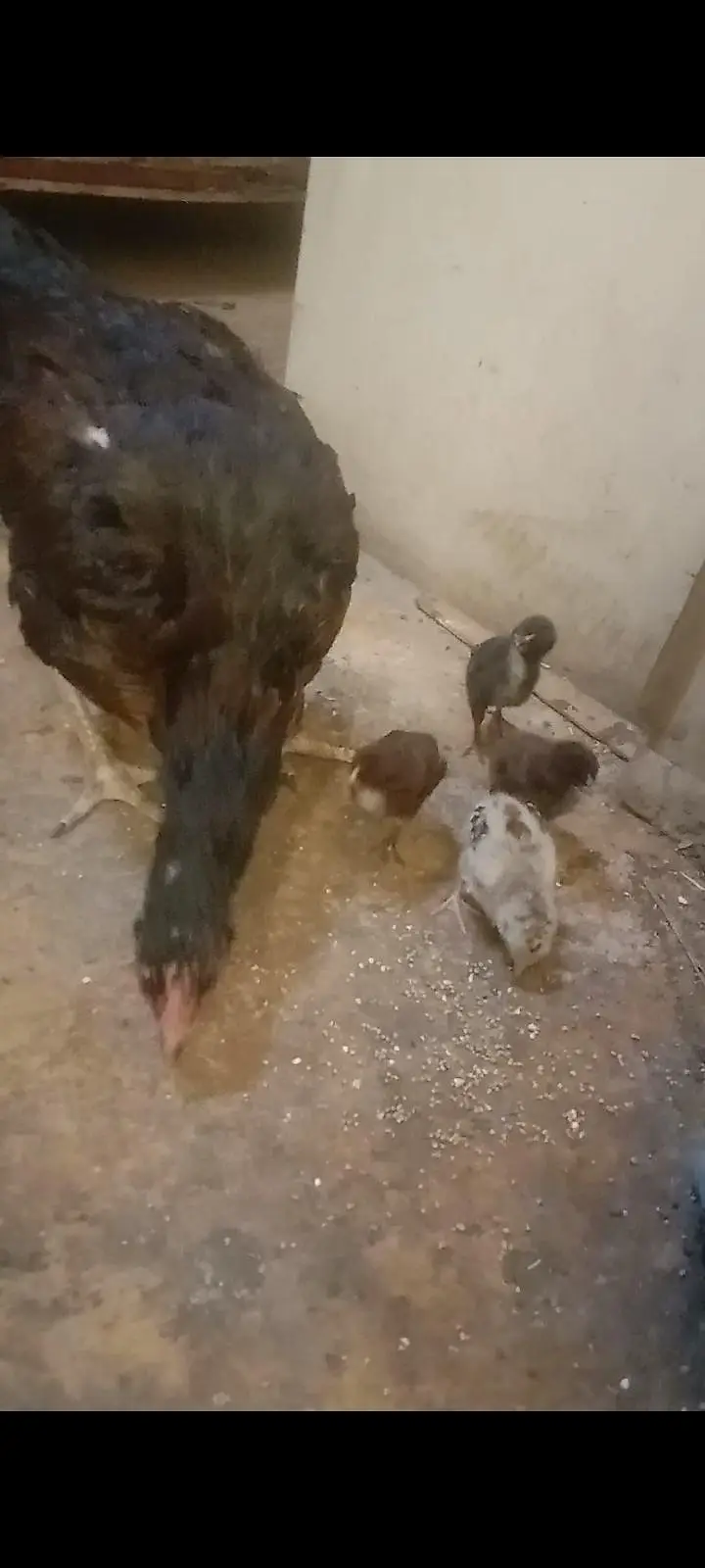 2 aseel hens with 5 5 aseel Chicks — photo 6