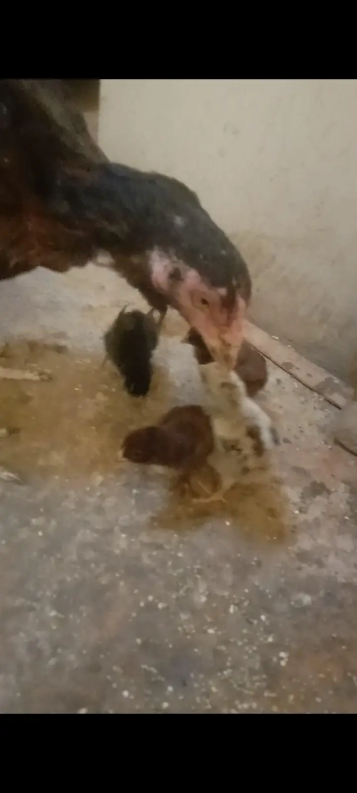 2 aseel hens with 5 5 aseel Chicks — photo 7