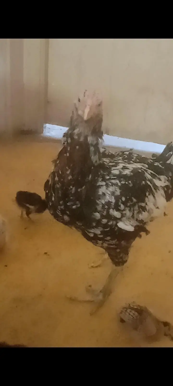 2 aseel hens with 5 5 aseel Chicks — photo 8