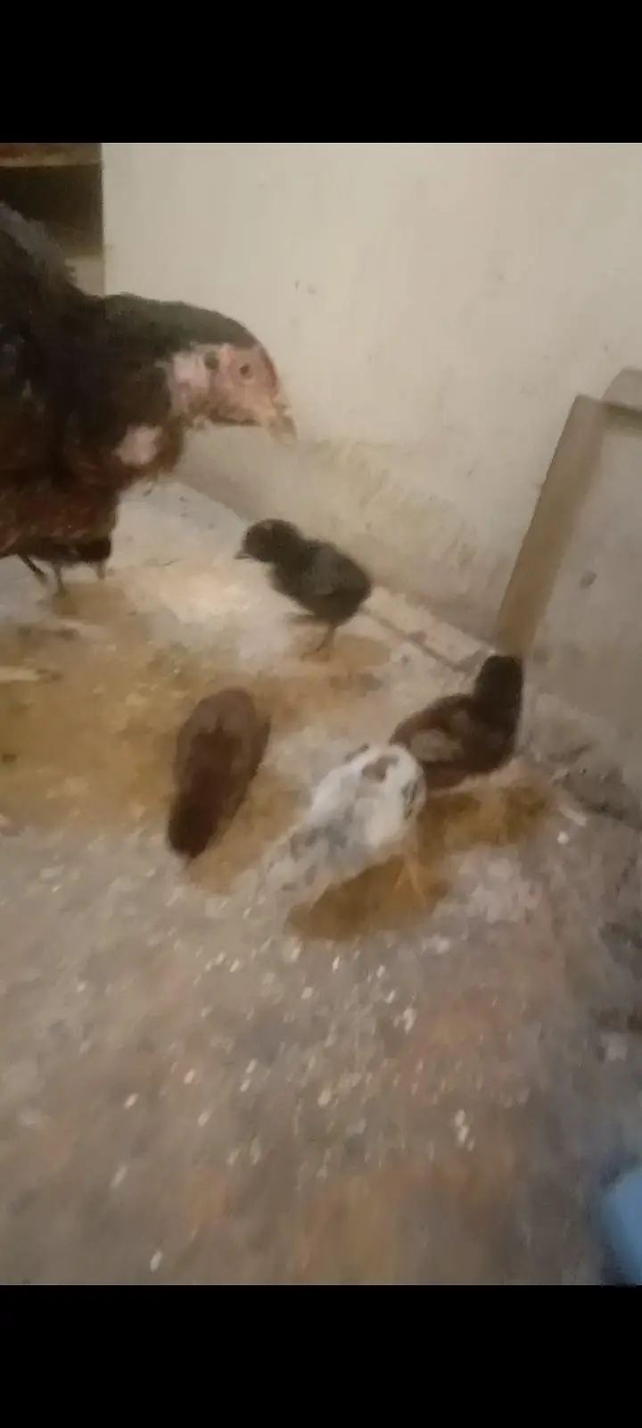 2 aseel hens with 5 5 aseel Chicks — photo 9