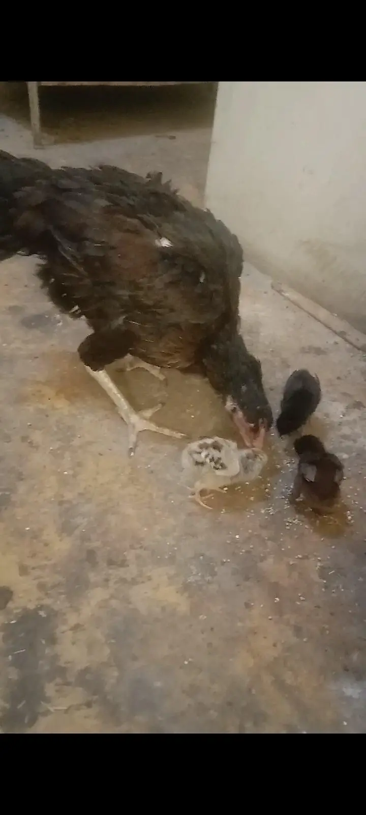 2 aseel hens with 5 5 aseel Chicks — photo 10