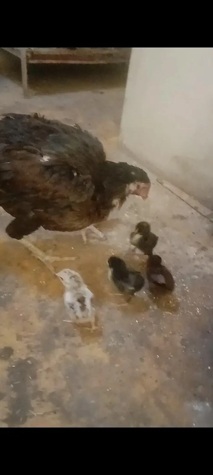 2 aseel hens with 5 5 aseel Chicks — photo 11